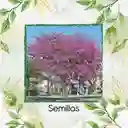 800 Semillas Orgánicas De Árbol Casco De Vaca