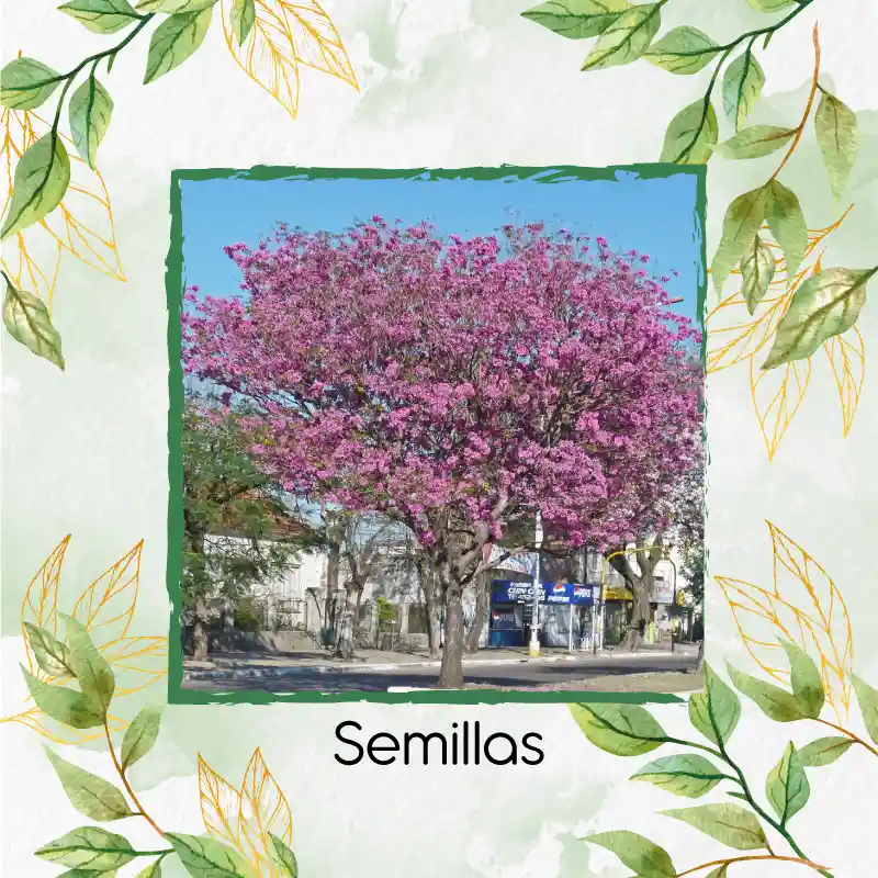 800 Semillas Orgánicas De Árbol Casco De Vaca