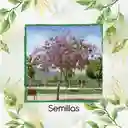 800 Semillas Orgánicas De Árbol Casco De Vaca