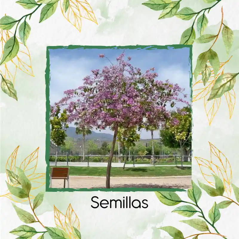 800 Semillas Orgánicas De Árbol Casco De Vaca