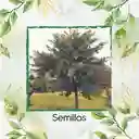 500 Semillas Orgánicas De Árbol Caucho Sabanero