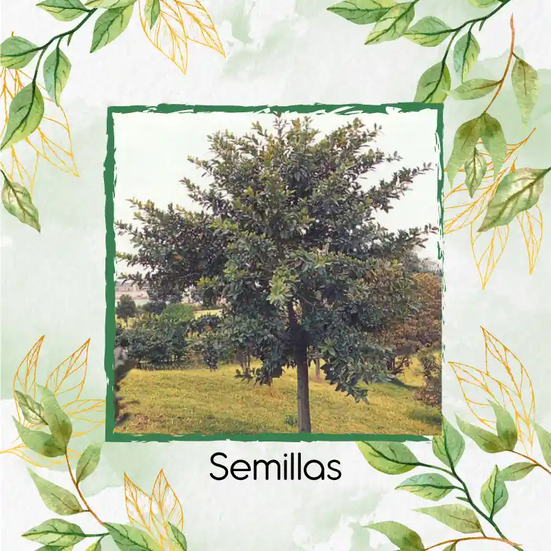 500 Semillas Orgánicas De Árbol Caucho Sabanero