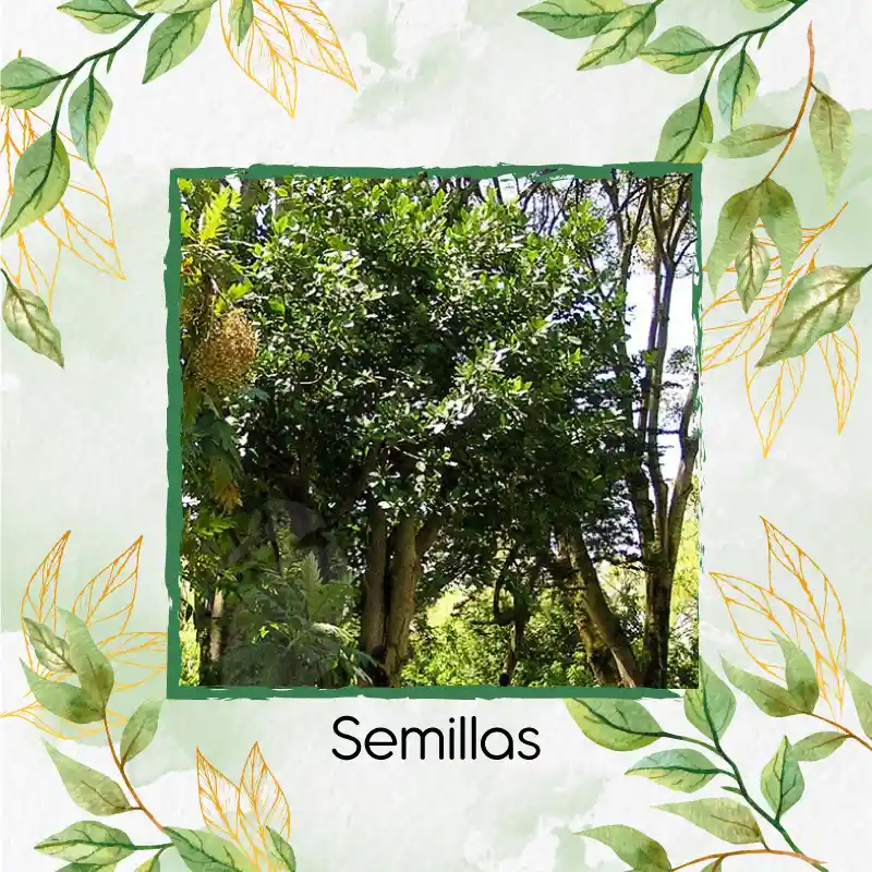 500 Semillas Orgánicas De Árbol Caucho Sabanero