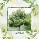 5.000 Semillas Orgánicas De Árbol Caucho Sabanero