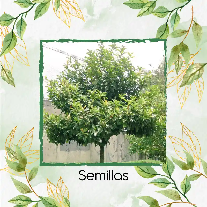 5.000 Semillas Orgánicas De Árbol Caucho Sabanero