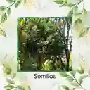 5.000 Semillas Orgánicas De Árbol Caucho Sabanero