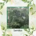 5.000 Semillas Orgánicas De Árbol Caucho Sabanero