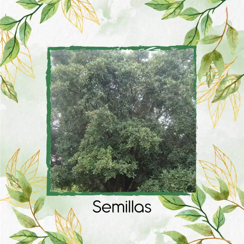 5.000 Semillas Orgánicas De Árbol Caucho Sabanero