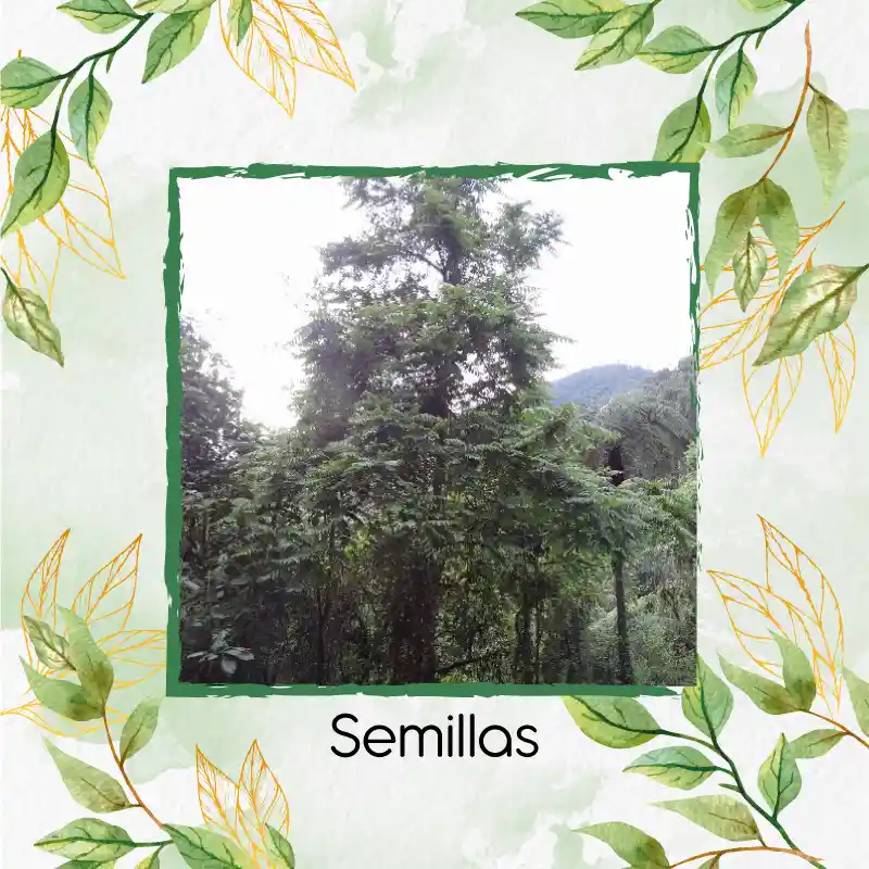 3 Semillas Orgánicas De Árbol Cedro Negro