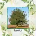 6 Semillas Orgánicas De Árbol Cedro Negro