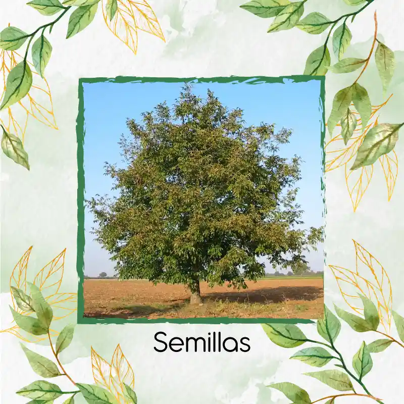 6 Semillas Orgánicas De Árbol Cedro Negro