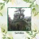 6 Semillas Orgánicas De Árbol Cedro Negro