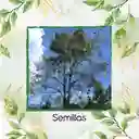 6 Semillas Orgánicas De Árbol Cedro Negro