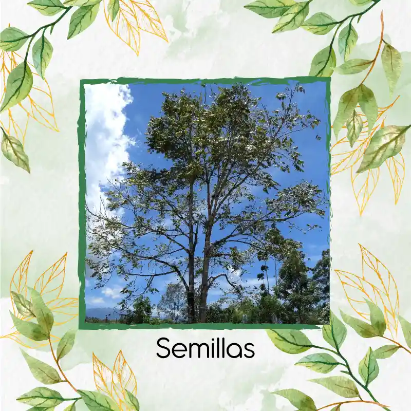 6 Semillas Orgánicas De Árbol Cedro Negro