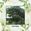 6 Semillas Orgánicas De Árbol Cedro Negro