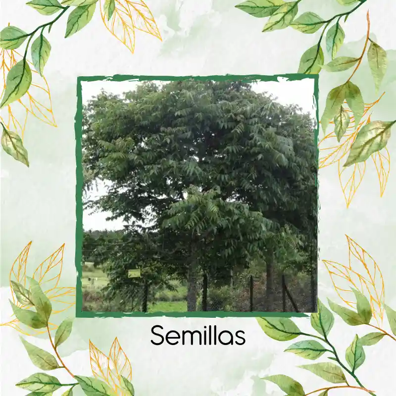 6 Semillas Orgánicas De Árbol Cedro Negro