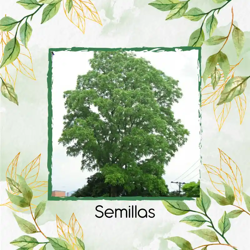 500 Semillas Orgánicas De Árbol Cedro Rosado