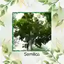 1.000 Semillas Orgánicas De Árbol Cedro Rosado
