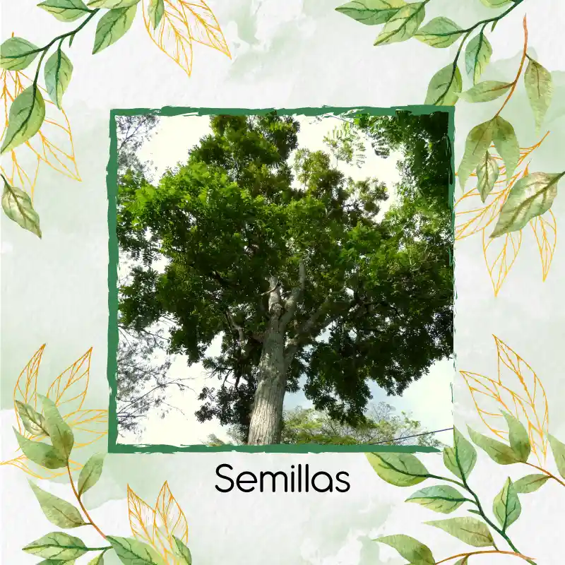 1.000 Semillas Orgánicas De Árbol Cedro Rosado