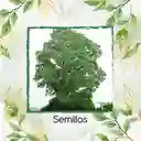 1.000 Semillas Orgánicas De Árbol Cedro Rosado
