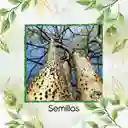 3 Semillas Orgánicas De Árbol Ceiba Amarilla