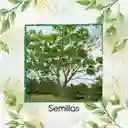 6 Semillas Orgánicas De Árbol Ceiba Amarilla