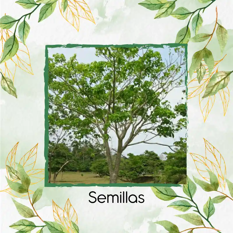 6 Semillas Orgánicas De Árbol Ceiba Amarilla