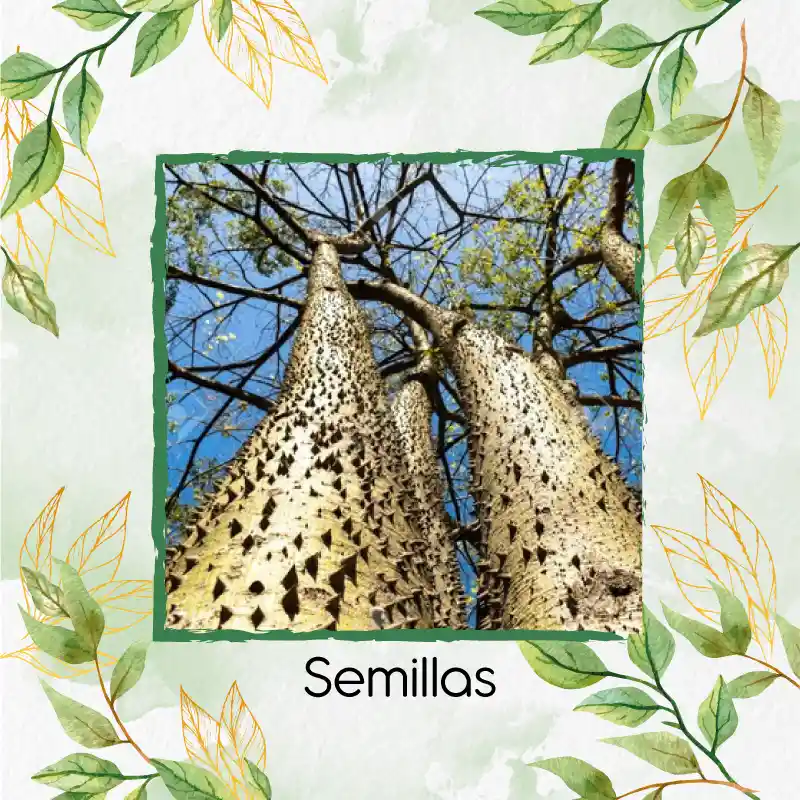6 Semillas Orgánicas De Árbol Ceiba Amarilla