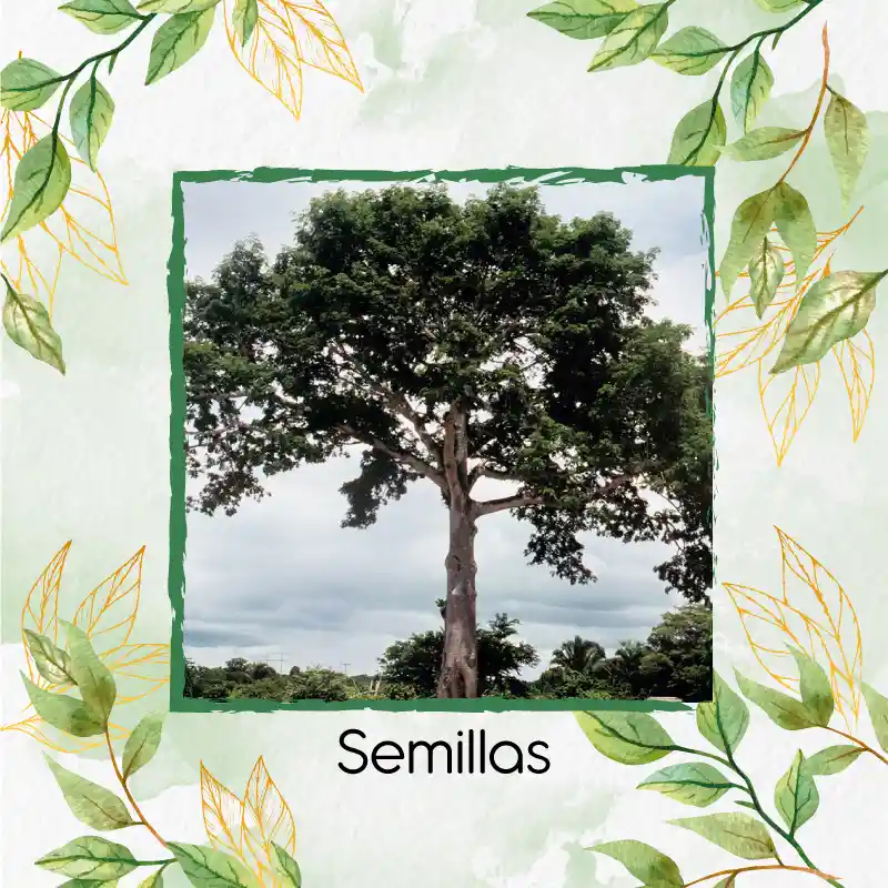 20 Semillas Orgánicas De Árbol Ceiba Bonga