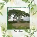 80 Semillas Orgánicas De Árbol Ceiba Bonga