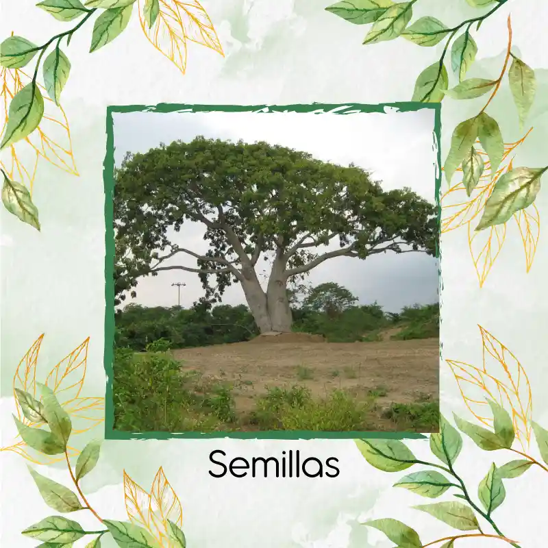 80 Semillas Orgánicas De Árbol Ceiba Bonga