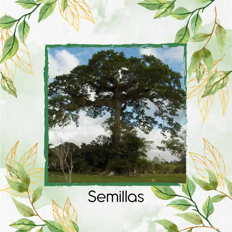 80 Semillas Orgánicas De Árbol Ceiba Bonga