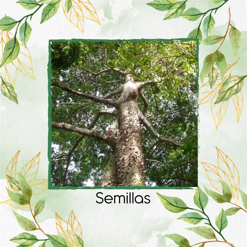 160 Semillas Orgánicas De Árbol Ceiba Bonga