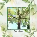 1.600 Semillas Orgánicas De Árbol Ceiba Bonga