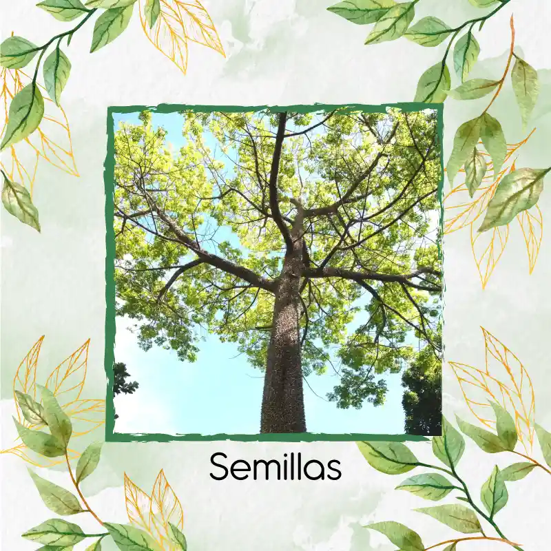 1.600 Semillas Orgánicas De Árbol Ceiba Bonga