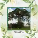 1.600 Semillas Orgánicas De Árbol Ceiba Bonga