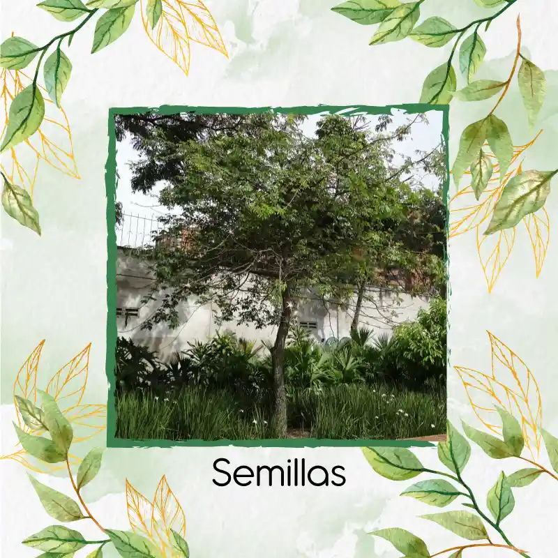 40 Semillas Orgánicas De Árbol Ceiba Tolua