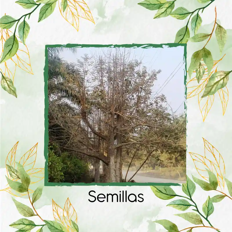 100 Semillas Orgánicas De Árbol Ceiba Tolua