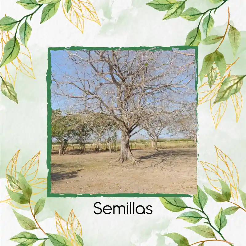 200 Semillas Orgánicas De Árbol Ceiba Tolua