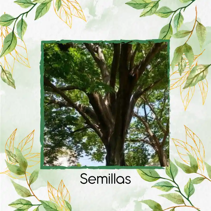 200 Semillas Orgánicas De Árbol Ceiba Tolua