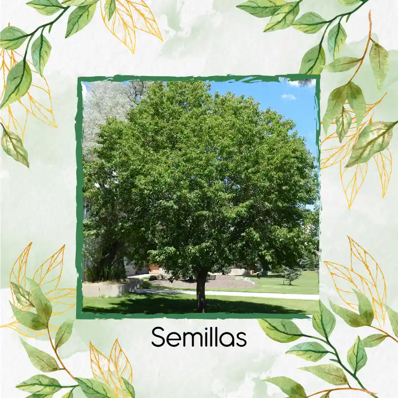 15 Semillas Orgánicas De Árbol Cerezo Capuli