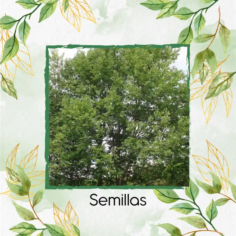 60 Semillas Orgánicas De Árbol Cerezo Capuli