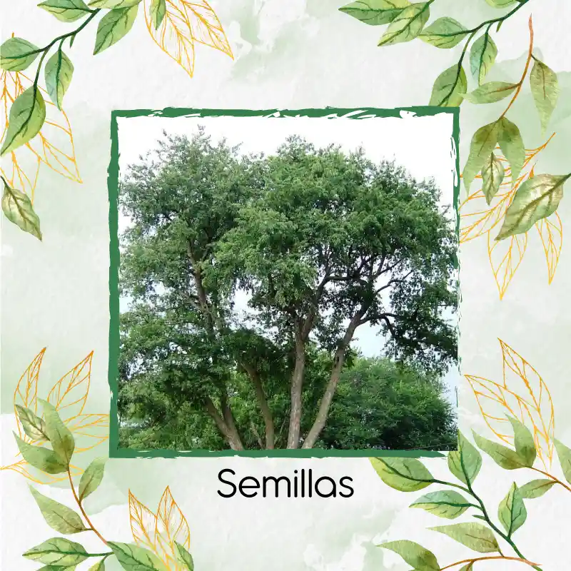 600 Semillas Orgánicas De Árbol Cerezo Capuli