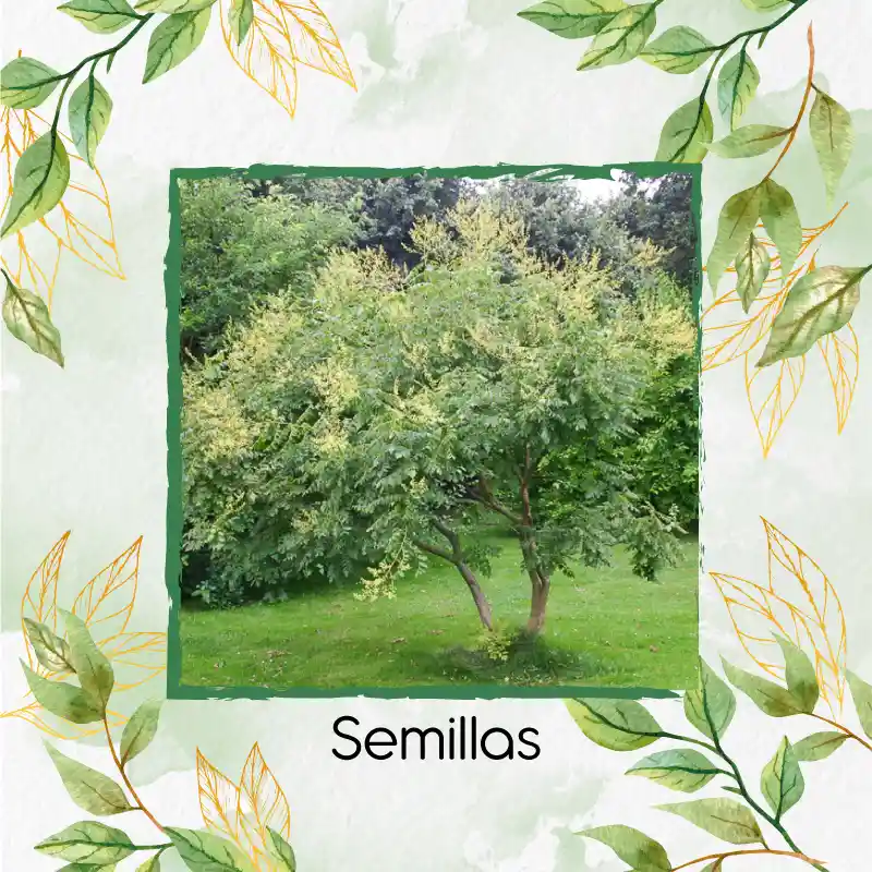 8 Semillas Orgánicas De Árbol Chambimbe Jaboncillo