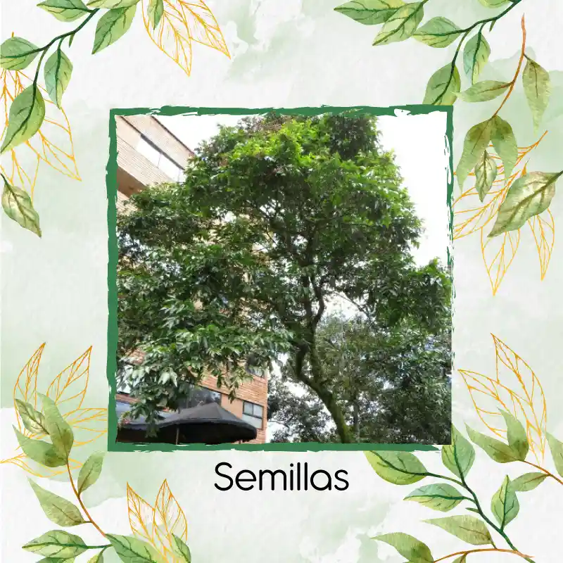 8 Semillas Orgánicas De Árbol Chambimbe Jaboncillo