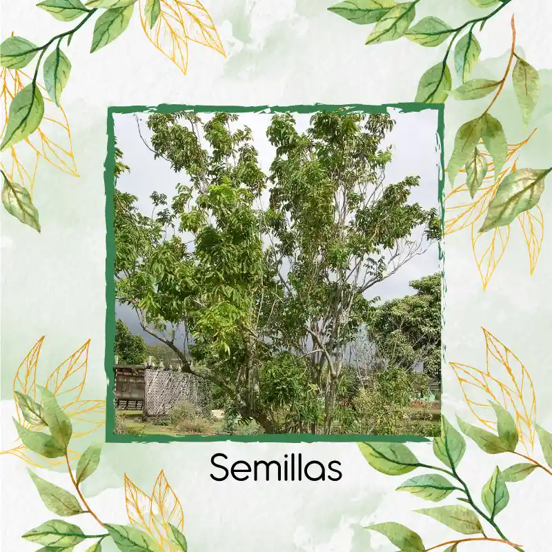 8 Semillas Orgánicas De Árbol Chambimbe Jaboncillo