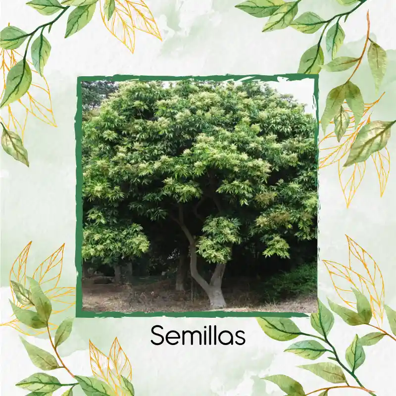 8 Semillas Orgánicas De Árbol Chambimbe Jaboncillo