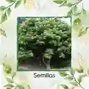 60 Semillas Orgánicas De Árbol Chambimbe Jaboncillo