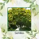 75 Semillas Orgánicas De Árbol Chicalá - Fresno