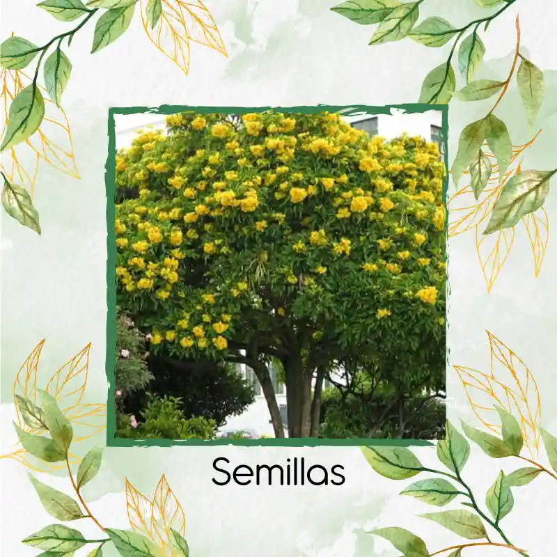 75 Semillas Orgánicas De Árbol Chicalá - Fresno